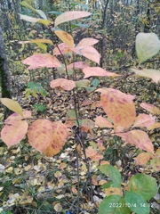 Aronia mitschurinii