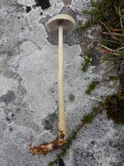 Protostropharia semiglobata