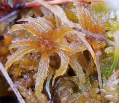 Sphagnum balticum