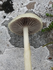 Protostropharia semiglobata
