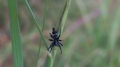 Poecilochroa