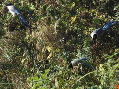 Cyanopica cyanus