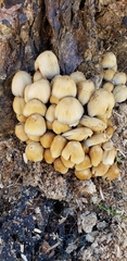 Coprinellus micaceus