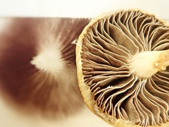 Protostropharia semiglobata