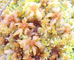 Sphagnum balticum