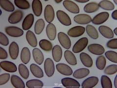 Protostropharia semiglobata