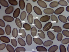Protostropharia semiglobata