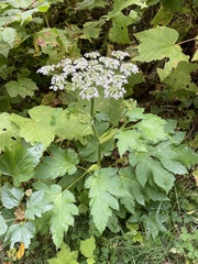 Anthriscus sylvestris
