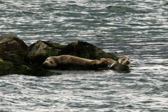 Phoca vitulina vitulina