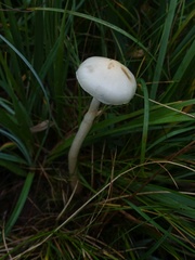 Protostropharia semiglobata