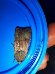 Agrotis trux