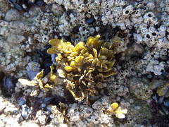 Fucus guiryi