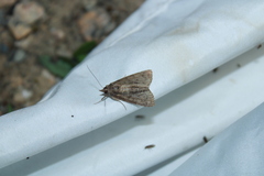 Hypena