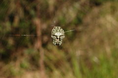 Parawixia audax