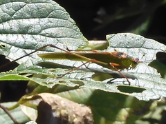 Phaneroptera nigroantennata