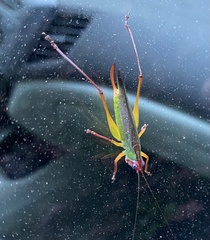 Orchelimum pulchellum