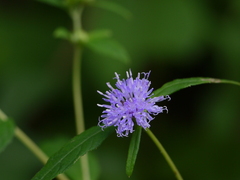 Phyllocephalum scabridum