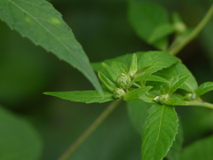 Phyllocephalum scabridum