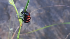 Hycleus biundulatus