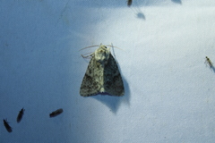 Acronicta