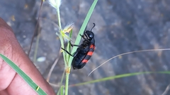 Hycleus biundulatus