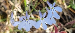Lobelia erinus