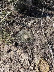 Mammillaria heyderi