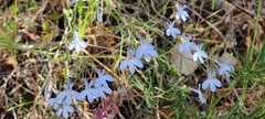 Lobelia erinus