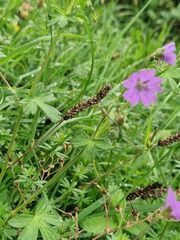 Geranium pyrenaicum