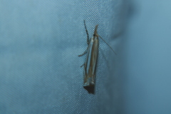 Crambus laqueatellus