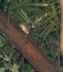 Uromys caudimaculatus