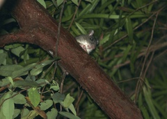 Uromys caudimaculatus