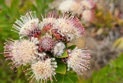 Leucospermum bolusii