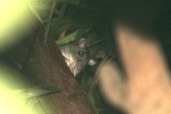Uromys caudimaculatus
