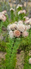 Leucospermum bolusii