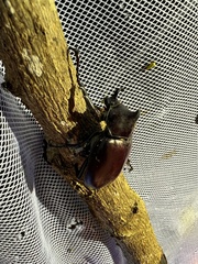 Xylotrupes australicus