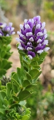 Psoralea bracteolata