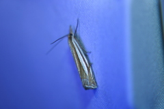 Crambus laqueatellus