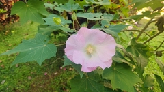 Hibiscus mutabilis