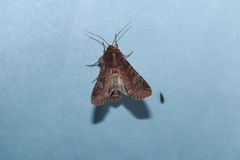 Sideridis congermana