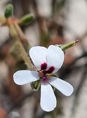 Pelargonium senecioides