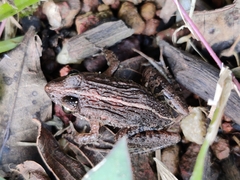 Fejervarya limnocharis