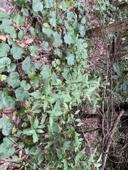 Ageratina riparia