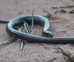 Ophiodes striatus