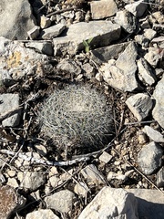 Mammillaria heyderi