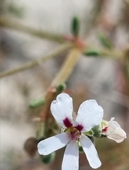 Pelargonium senecioides