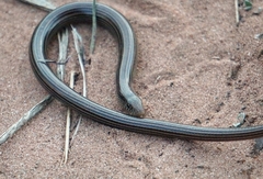 Ophiodes striatus