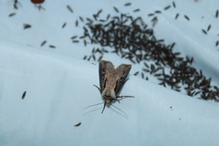 Agrotis volubilis