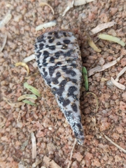 Eublepharis macularius