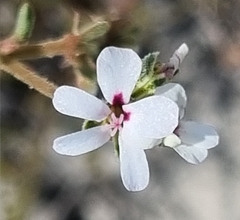 Pelargonium senecioides